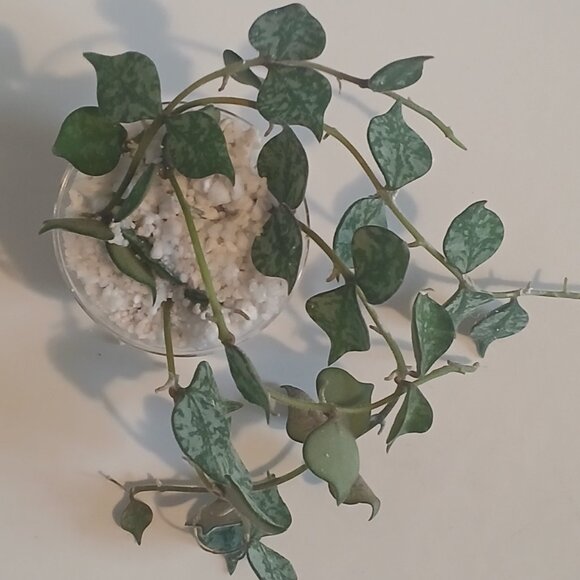 Hoya Curtsii Clippings - Picture 2 of 3